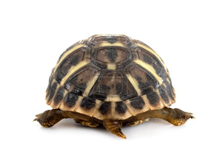 Hermann s tortoise in front of white background