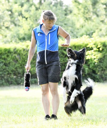 dog training  for obedience discipline with a border collie