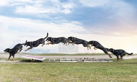 Photo for French shepherd training in the k9 for competition - Royalty Free Image