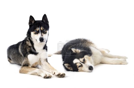 young Siberian Huskies in front of white background