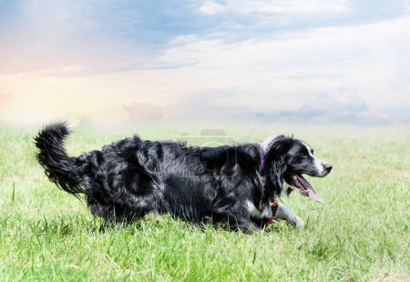Téléchargez les photos : Dressage de chien pour la discipline d'obéissance avec un collie frontière - en image libre de droit