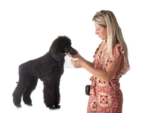 Photo for Black standard poodle and woman in front of white background - Royalty Free Image