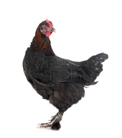 marans chicken in front of white background