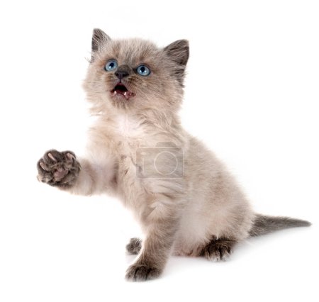 Photo for Siamese kitten in front of white background - Royalty Free Image