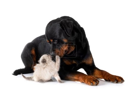 Photo for Siamese kitten and rottweiler in front of white background - Royalty Free Image