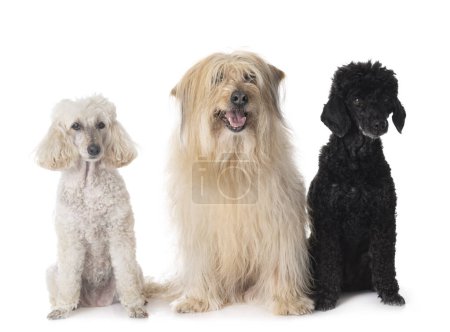 Photo for Pyrenean Sheepdog and poodles in front of white background - Royalty Free Image