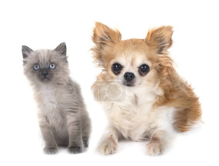 Photo for Siamese kitten and chihuahua in front of white background - Royalty Free Image