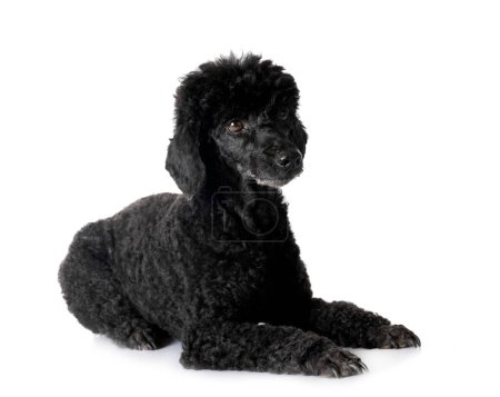 Photo for Black poodle in front of white background - Royalty Free Image