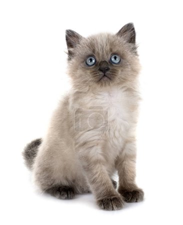 Photo for Siamese kitten in front of white background - Royalty Free Image