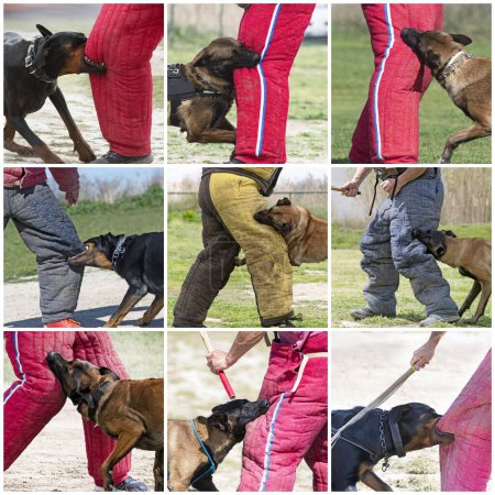 Foto de Group of guard dogs  training in the nature for security - Imagen libre de derechos