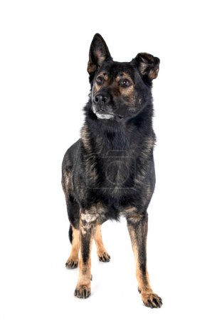 Photo for Senior german shepherd in front of white background - Royalty Free Image