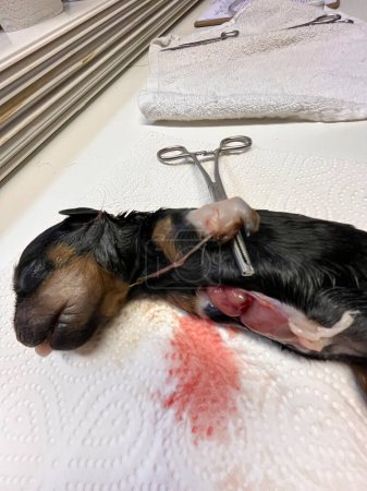 Téléchargez les photos : Chiot malformé nouveau-né rottweiler dans le vétérinaire - en image libre de droit
