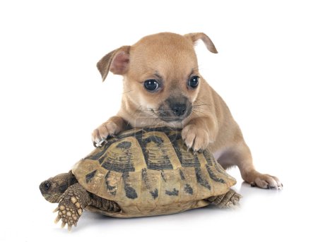 Foto de Chihuahua y tortuga delante de fondo blanco - Imagen libre de derechos