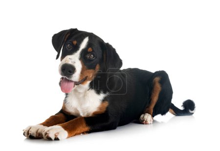 Photo for Puppy Appenzeller Sennenhund in front of white background - Royalty Free Image