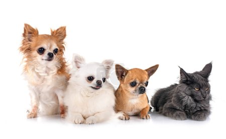 Photo for Maine coon kitten and chihuahuas in front of white background - Royalty Free Image