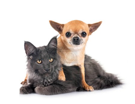 Photo for Maine coon kitten and chihuahua in front of white background - Royalty Free Image