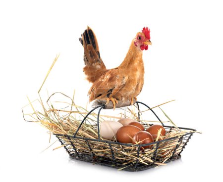 Photo for Chicken and egg basket in front of white background - Royalty Free Image