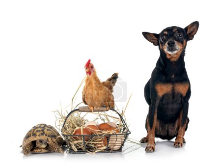 Photo for Chicken, pinscher and turtle in front of white background - Royalty Free Image