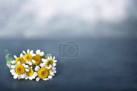 Foto de Flor de manzanilla delante del fondo de color - Imagen libre de derechos