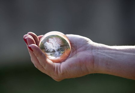 Téléchargez les photos : Boule de cristal avec monde ou arbre dans la nature - en image libre de droit