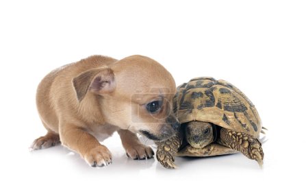 Foto de Chihuahua y tortuga delante de fondo blanco - Imagen libre de derechos