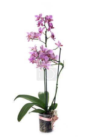 Photo for Moth orchids in front of white background - Royalty Free Image