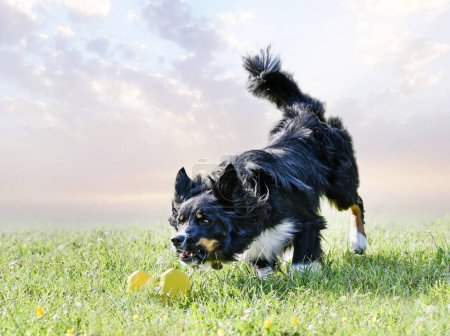 Photo for Dog training  for obedience discipline with a border collie - Royalty Free Image