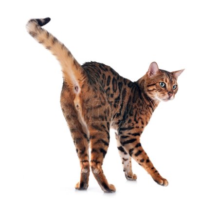 Photo for Bengal cat in front of white background - Royalty Free Image