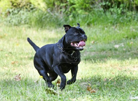 Foto de Entrenamiento de perros para la disciplina de obediencia con un bastón - Imagen libre de derechos