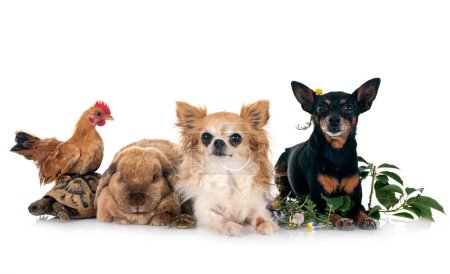 Foto de Conejo, perros, tortuga y pollo frente a fondo blanco - Imagen libre de derechos