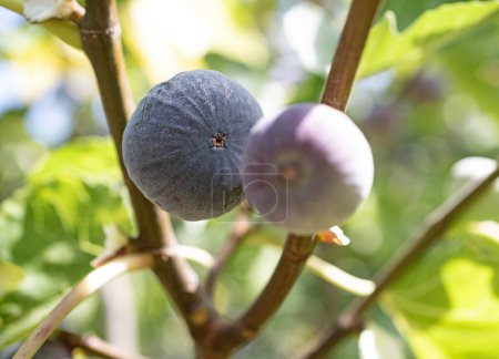Téléchargez les photos : Figues violettes sur une branche dans un jardin en été - en image libre de droit