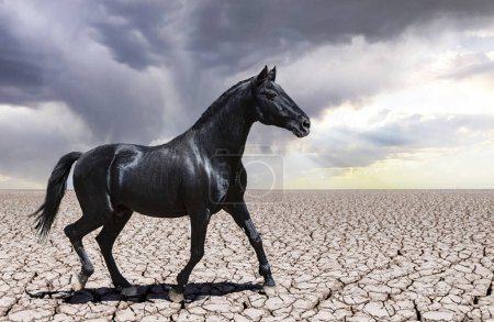 Photo for Portrait of a black stallion in the nature - Royalty Free Image
