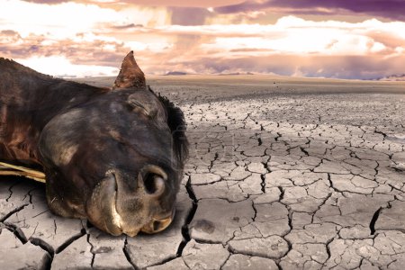 Foto de Cabeza de un caballo muerto en una tierra seca en verano - Imagen libre de derechos