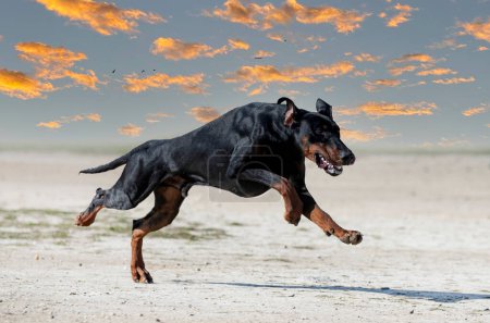 Photo for Young dobermann pinscher training for protection in the nature - Royalty Free Image