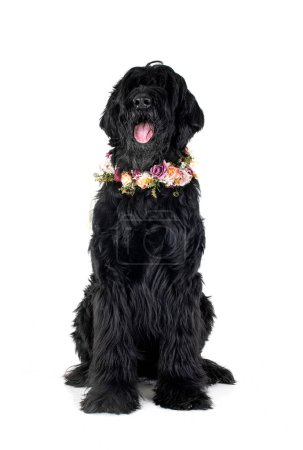 Photo for Giant Schnauzer in front of white background - Royalty Free Image