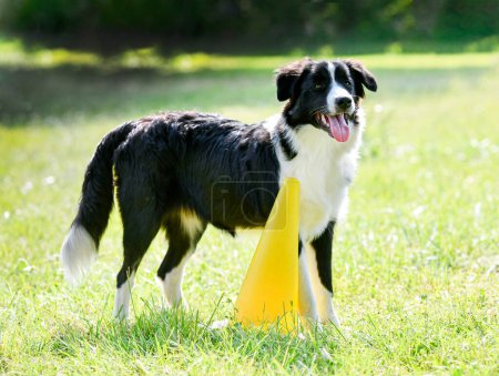 Photo for Dog training  for obedience discipline with a border collie - Royalty Free Image
