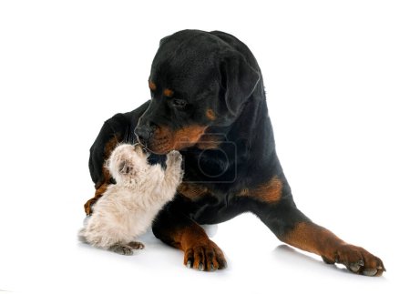 Photo for Siamese kitten and rottweiler in front of white background - Royalty Free Image