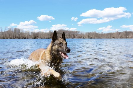 Foto de Imagen de un perro pastor belga de raza pura en el río Malcom - Imagen libre de derechos