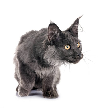 Téléchargez les photos : Maine coon chaton en face de fond blanc - en image libre de droit