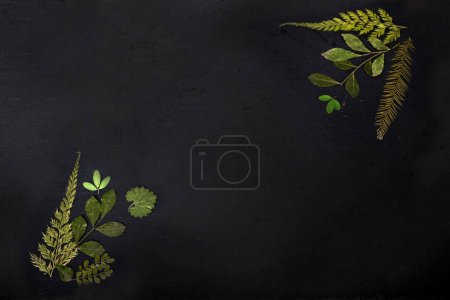 Téléchargez les photos : Ardoise avec espace texte avec fleur et plante - en image libre de droit