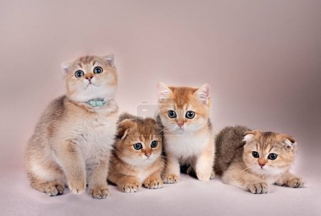 Photo for Scottish fold kitten in front of clear background - Royalty Free Image