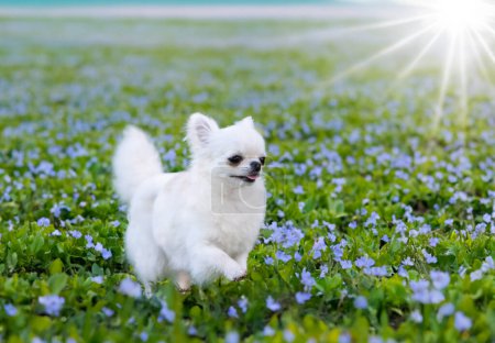 Foto de Chihuahua de pura raza en un jardín en primavera - Imagen libre de derechos