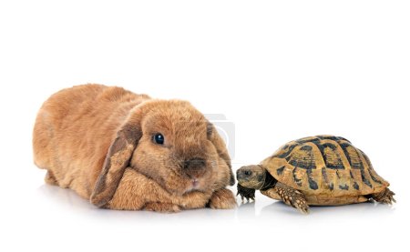 Foto de Conejo y tortuga delante de fondo blanco - Imagen libre de derechos