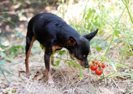 Téléchargez les photos : Pinscher miniature mangeant des tomates dans un jardin - en image libre de droit