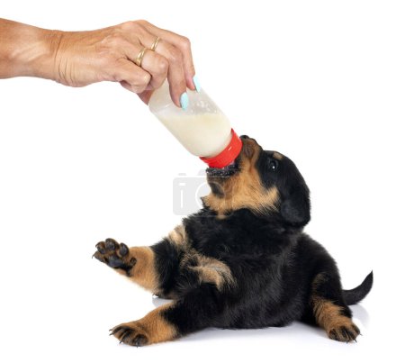 Photo for Puppy rottweiler suckle a bottle in front of white background - Royalty Free Image