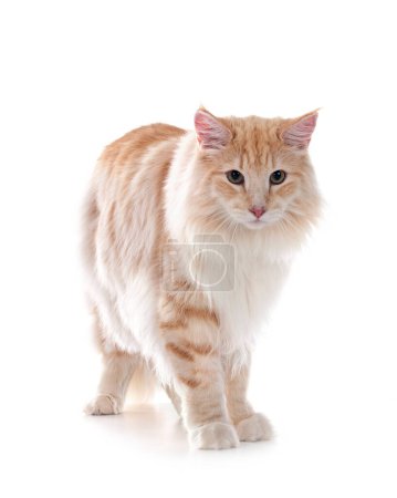 Photo for Norwegian Forest cat in front of white background - Royalty Free Image