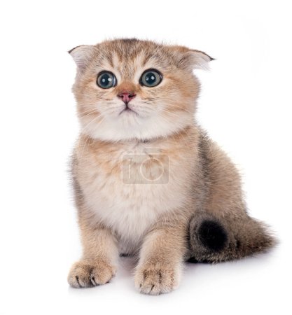 Photo for Scottish fold kitten in front of white background - Royalty Free Image