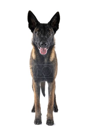 Photo for Puppy belgian shepherd in front of white background - Royalty Free Image