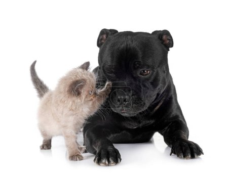 Photo for Siamese kitten and staffy in front of white background - Royalty Free Image