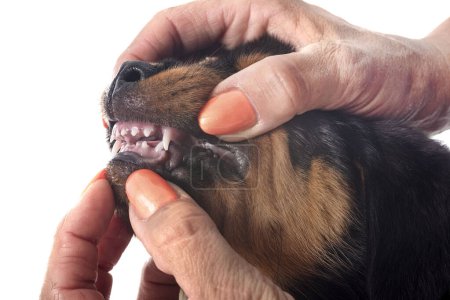 Téléchargez les photos : Chiot rottweiler en face de fond blanc - en image libre de droit